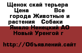 Щенок скай терьера › Цена ­ 20 000 - Все города Животные и растения » Собаки   . Ямало-Ненецкий АО,Новый Уренгой г.